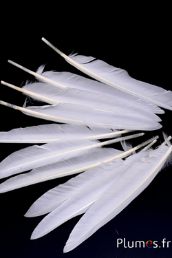 Oie Lame - 12-18 cm - blanc